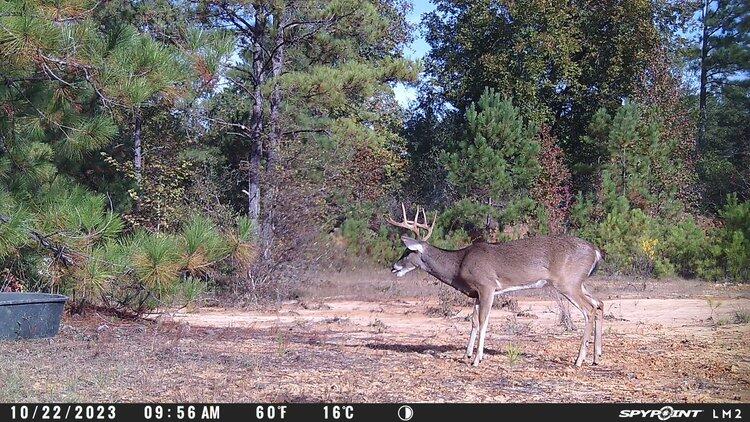 4251 Bath-Edie Road Blythe, GA 30805 - Photo 9 of 9 R286+buck15