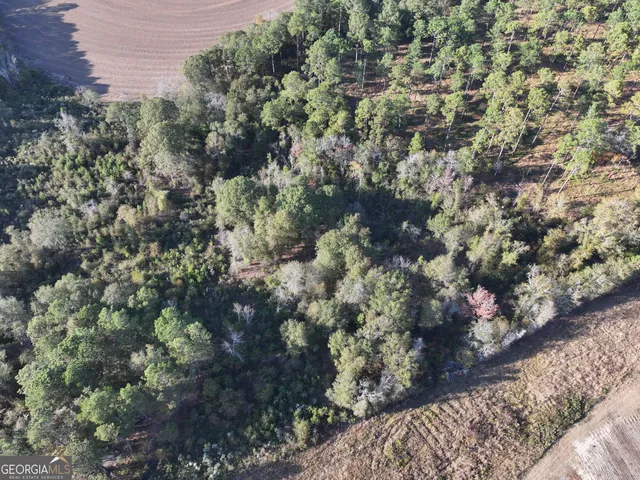a view of a forest with trees