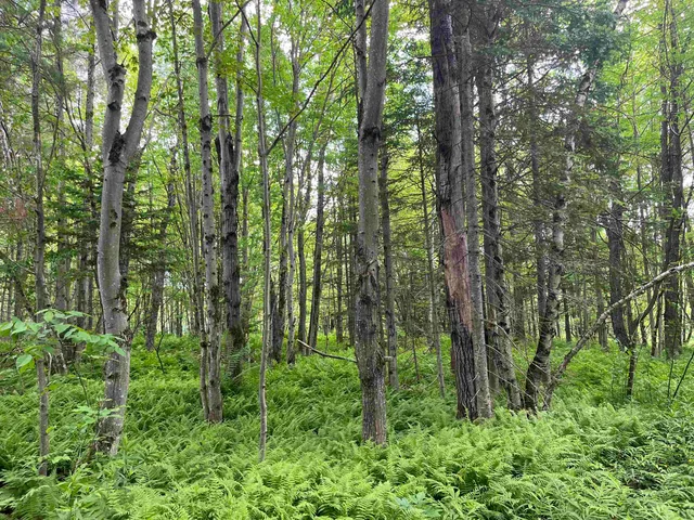 $99,000 | 0 Guyette Road, Lowell, VT 05847