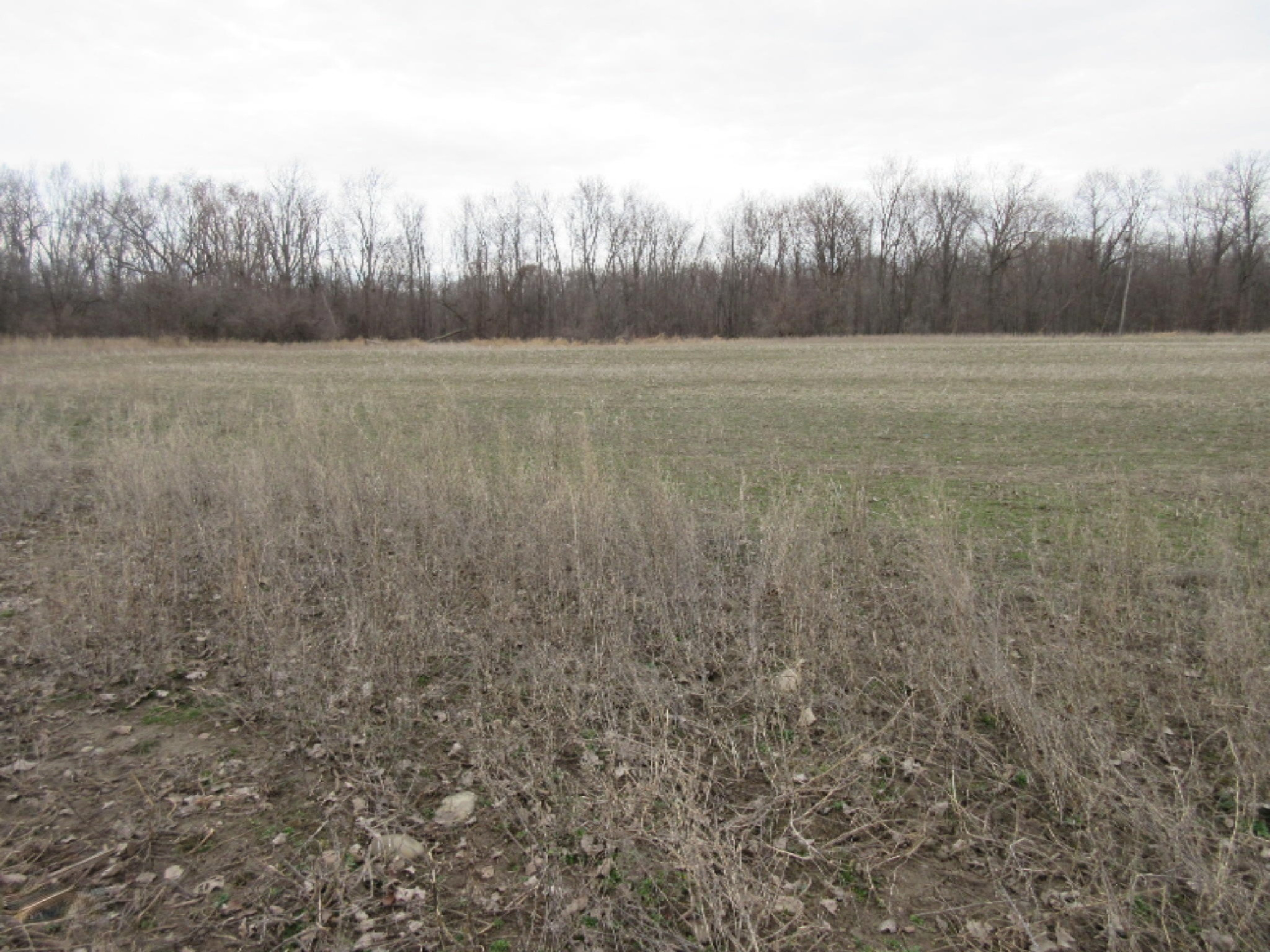 East Wilson Road Ashley, MI 48806 - Photo 15 of 42 IMG_8841