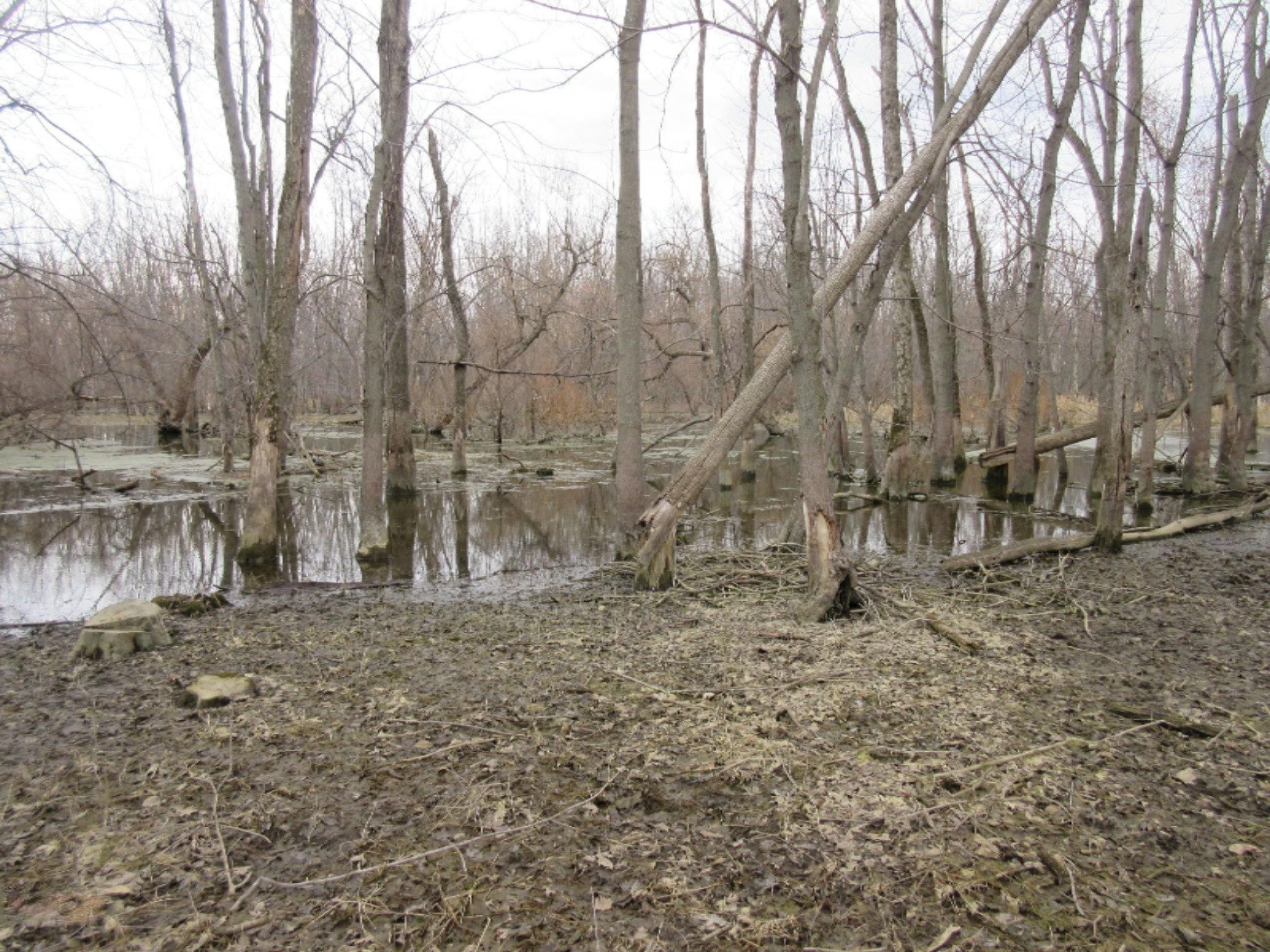 East Wilson Road Ashley, MI 48806 - Photo 22 of 42 IMG_8856
