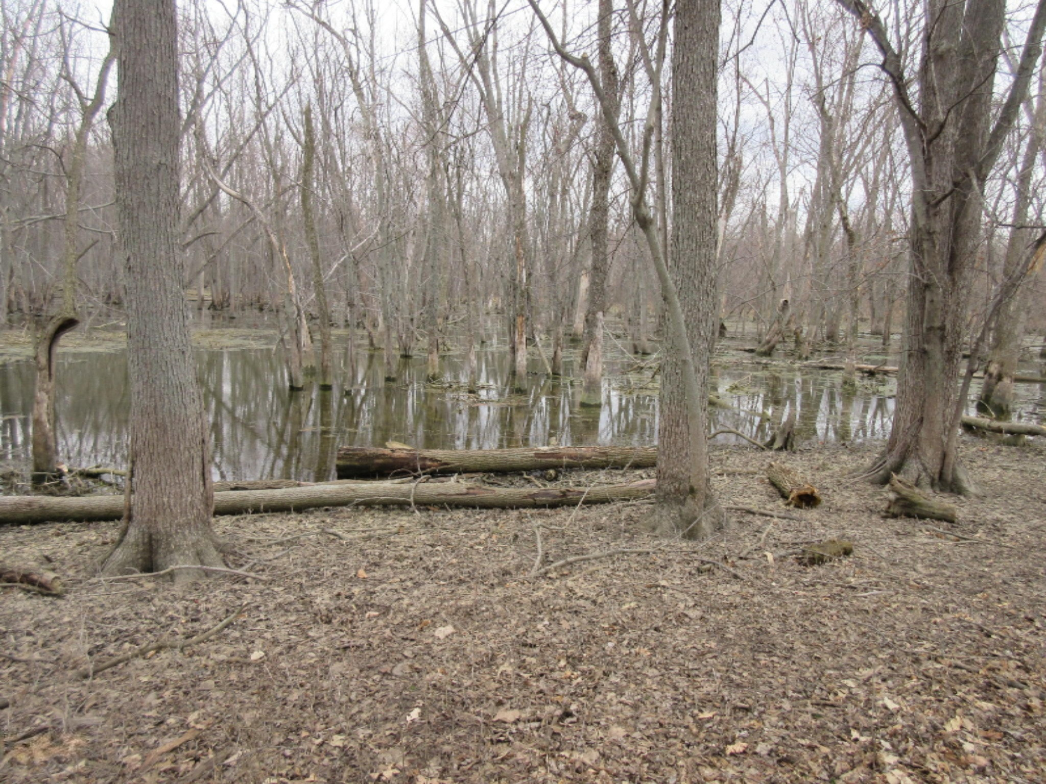 East Wilson Road Ashley, MI 48806 - Photo 27 of 42 IMG_8867