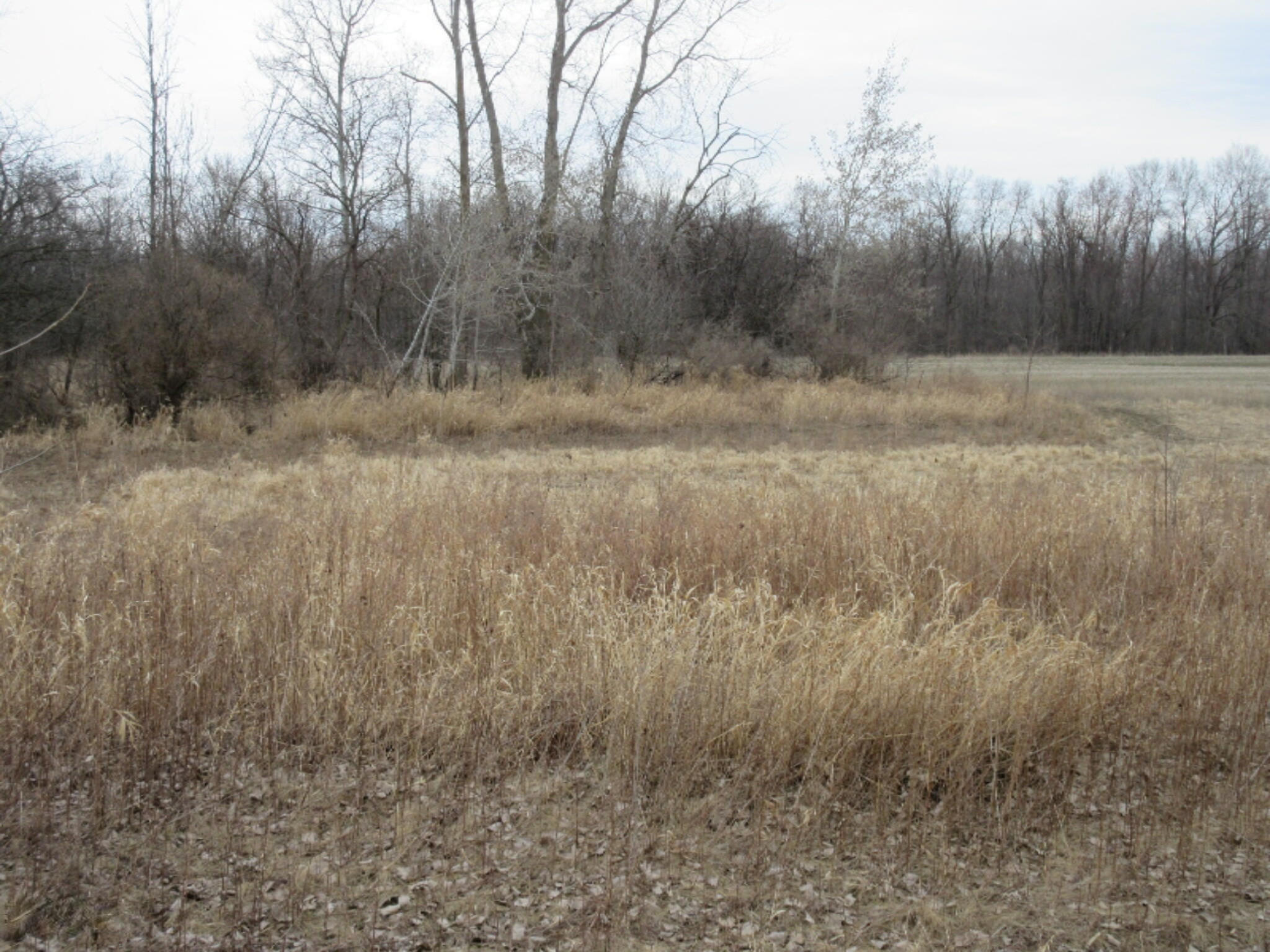 East Wilson Road Ashley, MI 48806 - Photo 5 of 42 IMG_8823