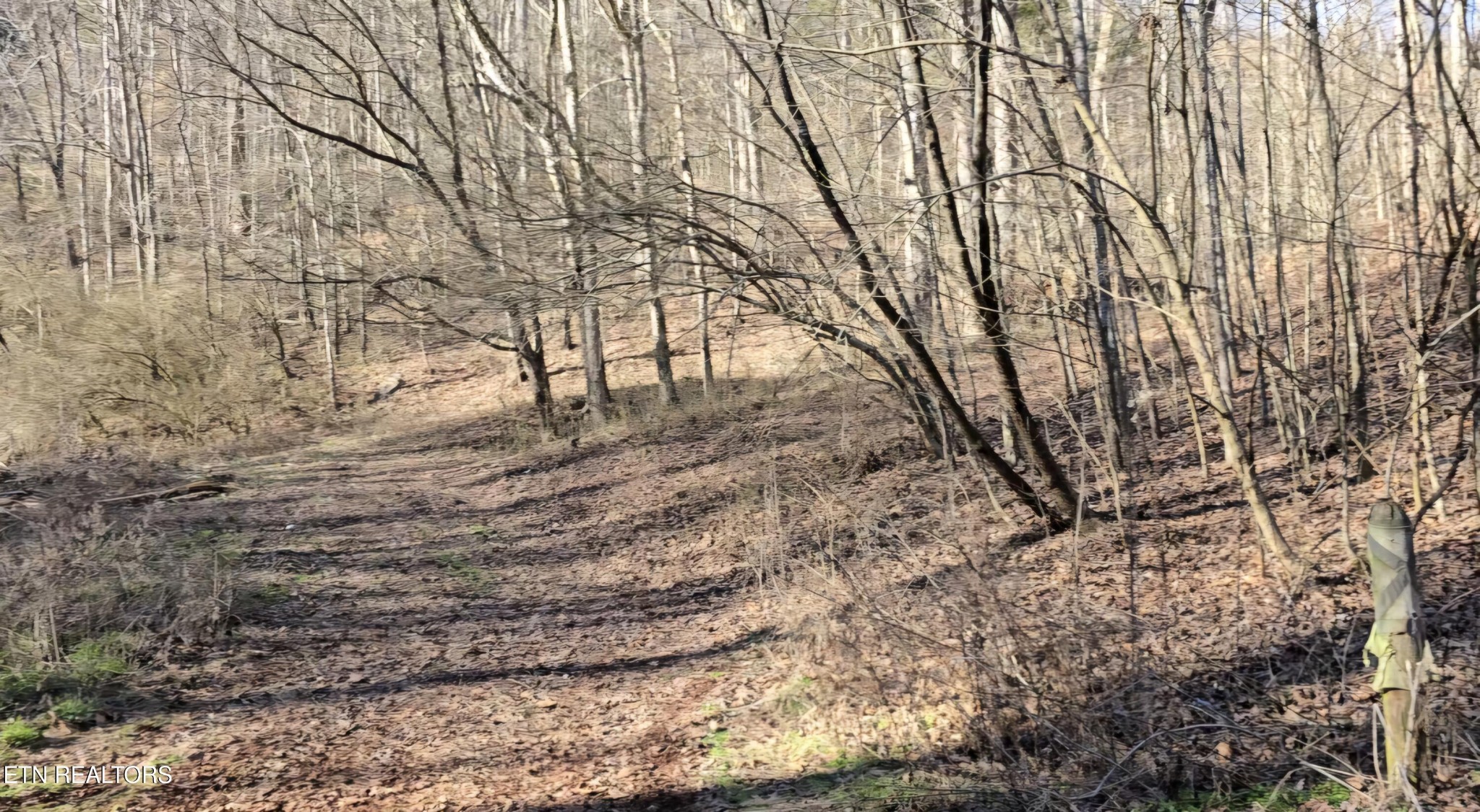 0 Red Ankle Road Sweetwater, TN 37874 - Photo 7 of 32 Gallery Image 7