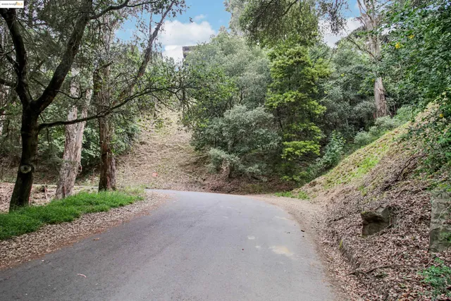 a view of a yard with plants and large trees