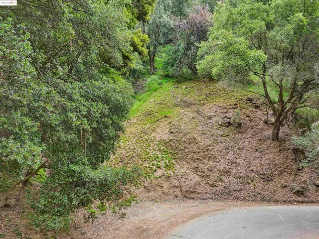 a view of a yard with plants and large trees