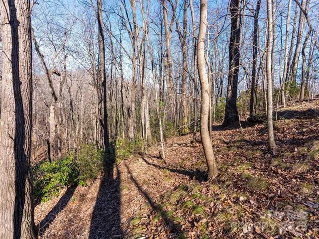 a view of a yard with plants and large trees