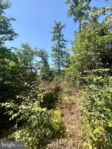 a view of a tree with a tree