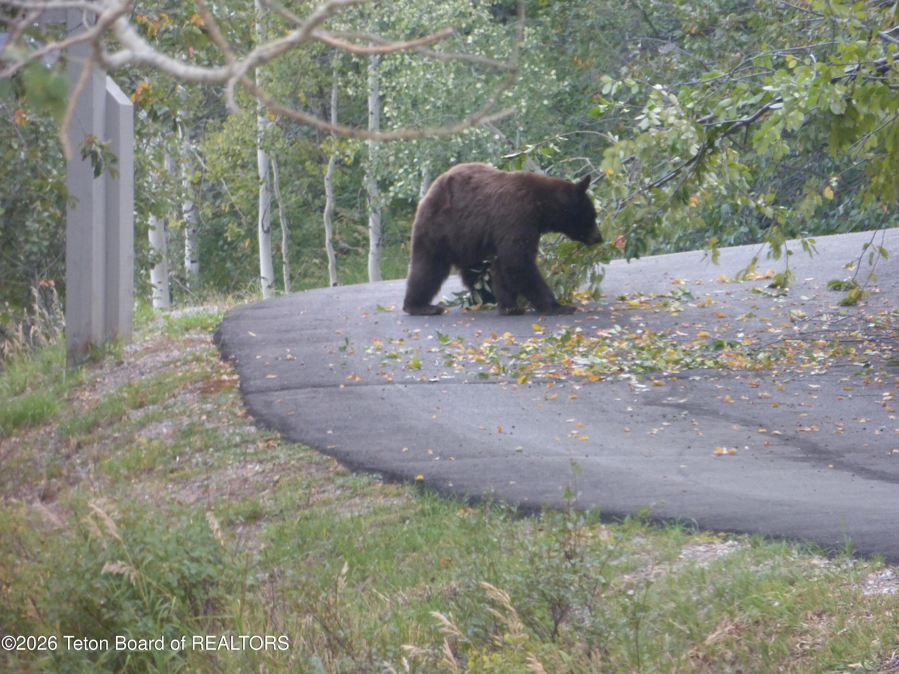 575 North Bar Y Road Jackson, WY 83001 - Photo 49 of 49 Black bear cub in driveway