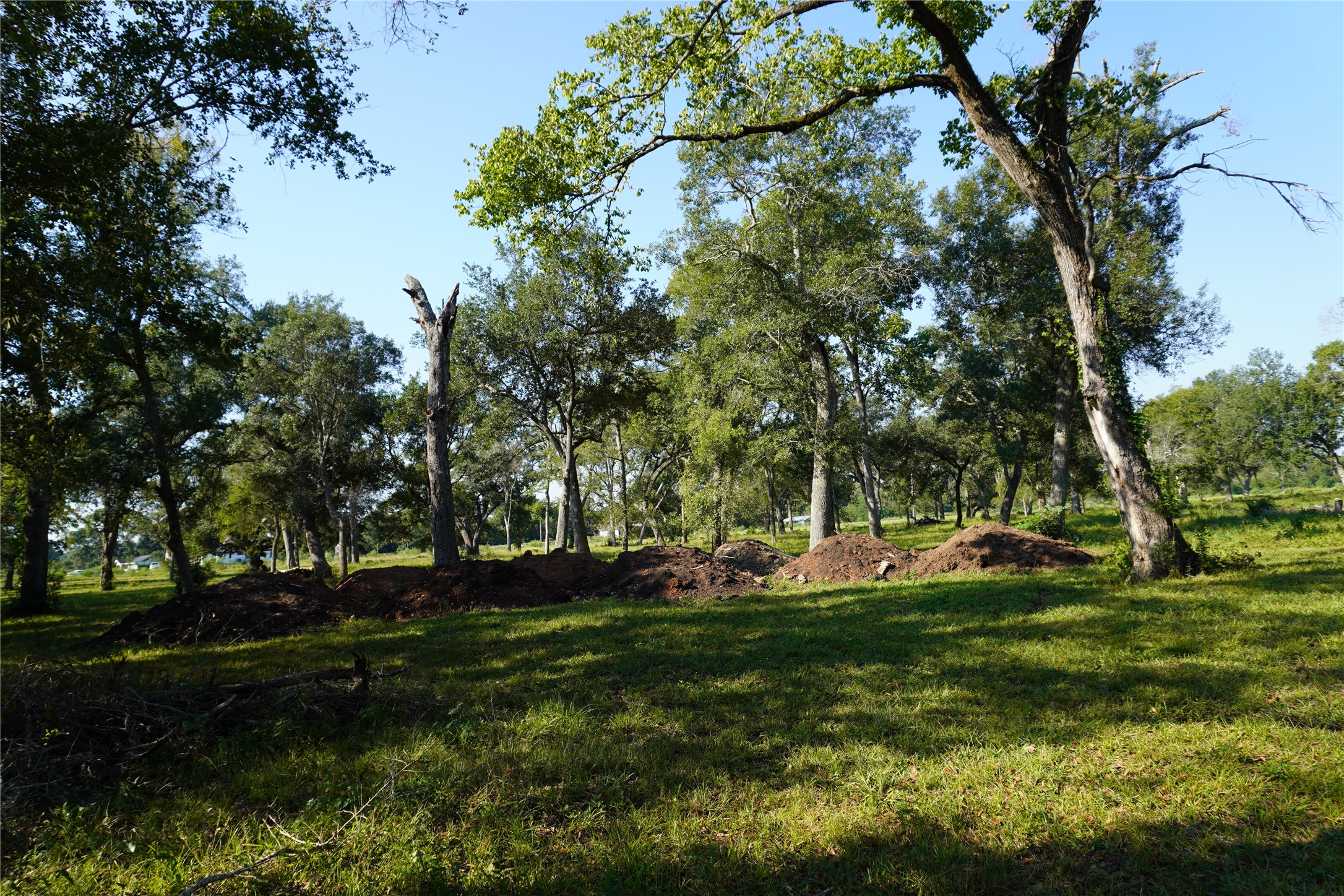 a view of park with trees