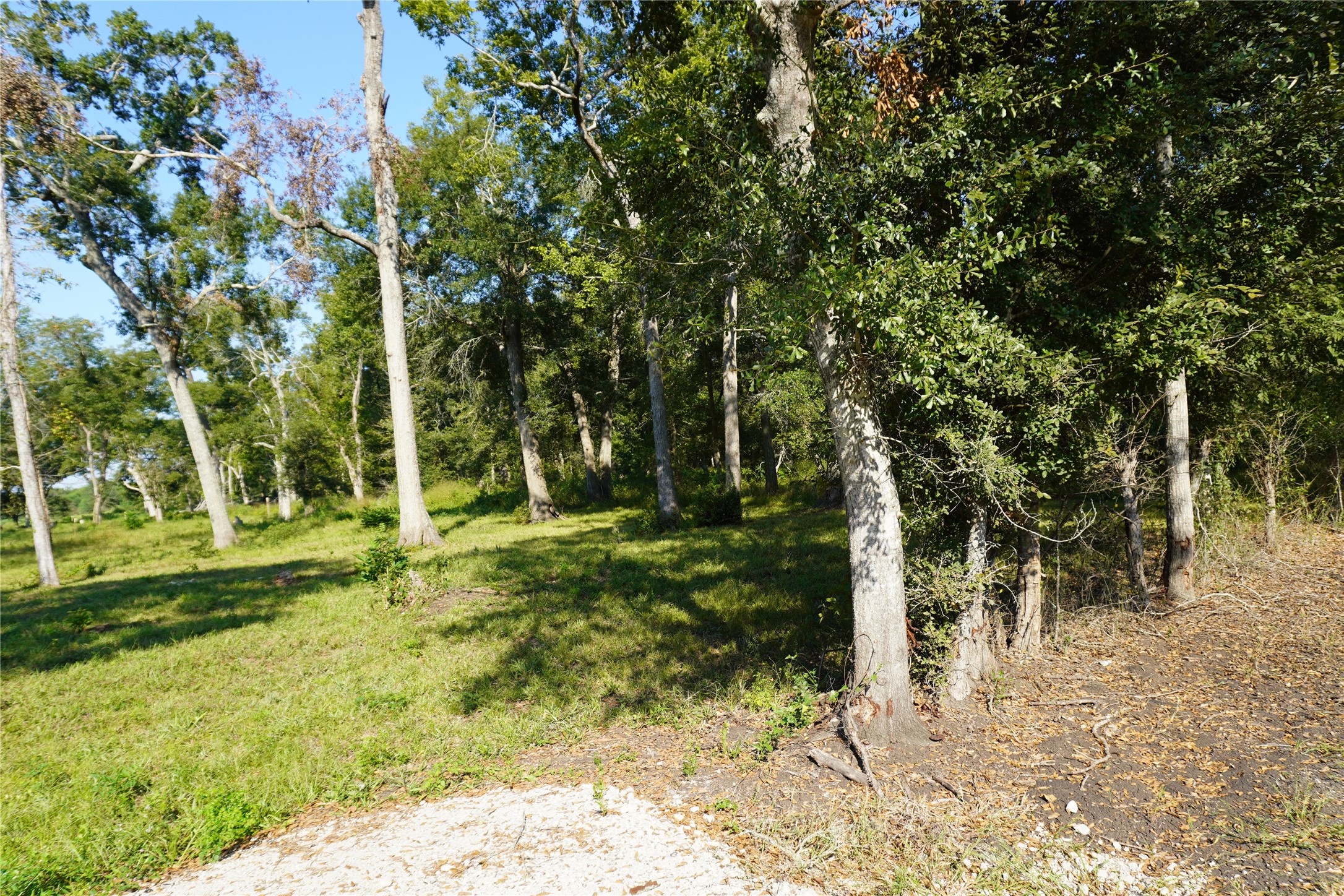 0 Jerry Road Richmond, TX 77469 - Photo 4 of 8 a backyard of a house with a large tree