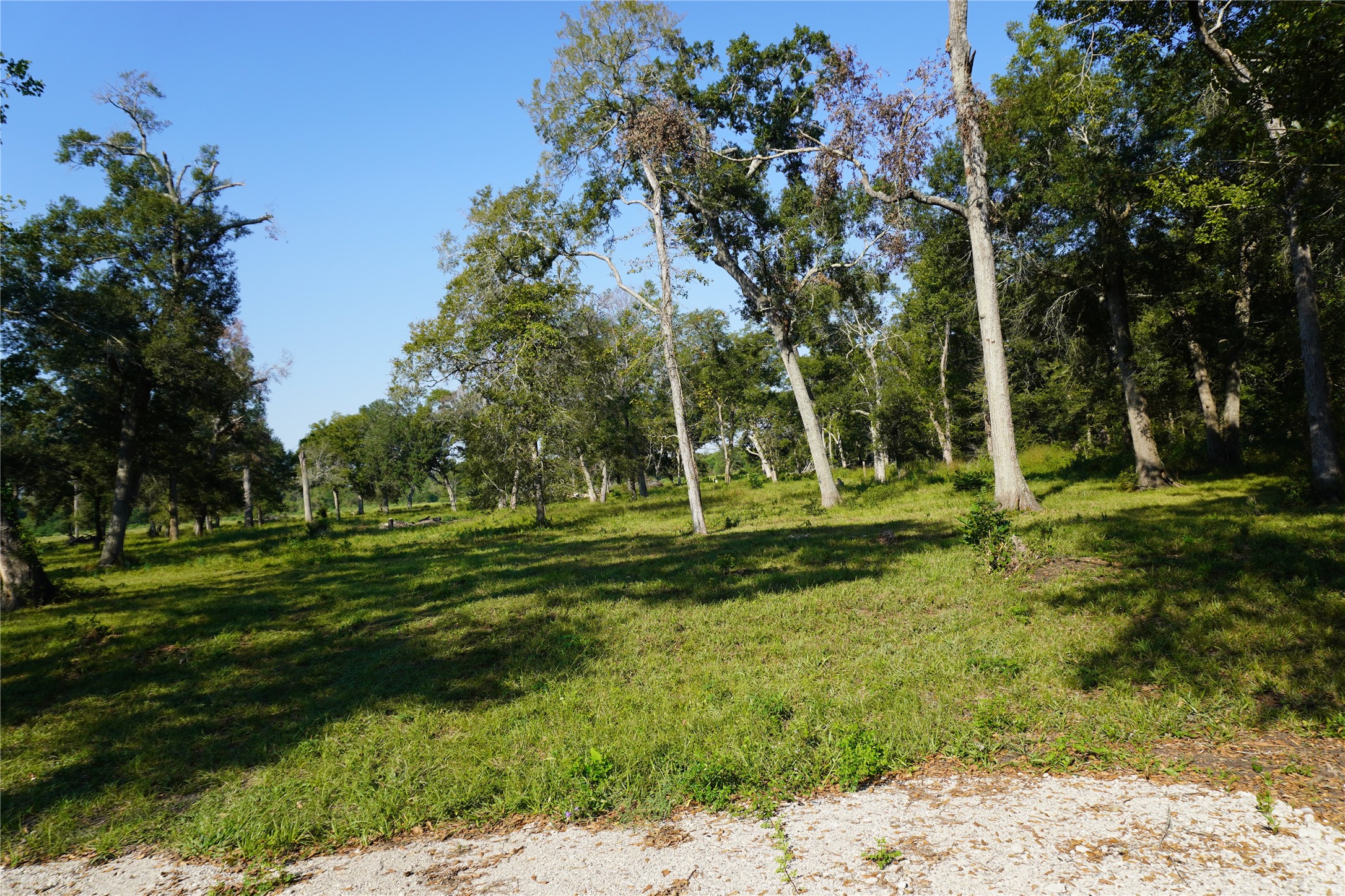 0 Jerry Road Richmond, TX 77469 - Photo 5 of 8 a view of a park with large trees