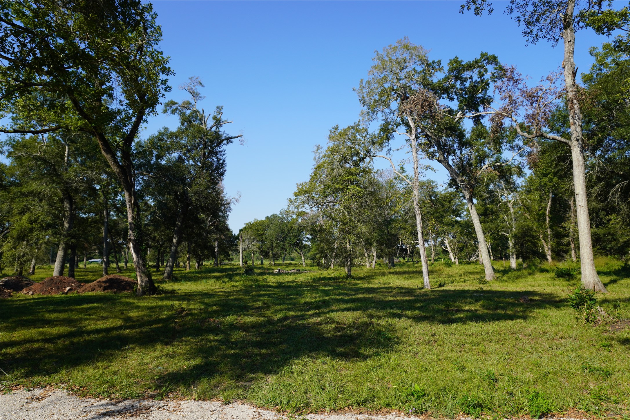0 Jerry Road Richmond, TX 77469 - Photo 6 of 8 a view of a park with a tree