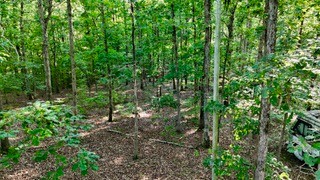 63 Charlsie Lane Waverly, TN 37185 - Photo 11 of 12 a view of a lush green forest