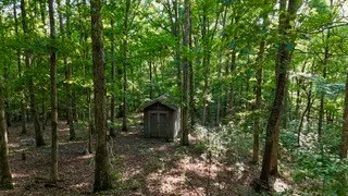 a plant view in yard