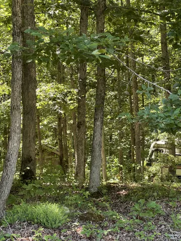 a view of a yard with trees