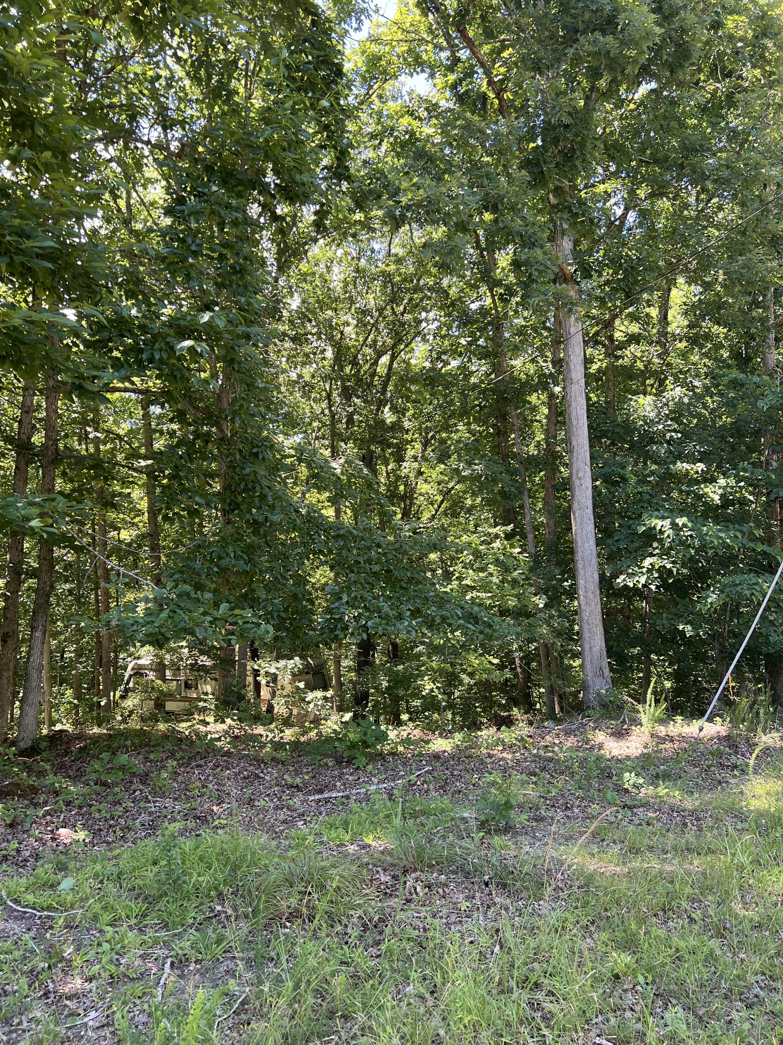 63 Charlsie Lane Waverly, TN 37185 - Photo 9 of 12 a view of a yard with trees
