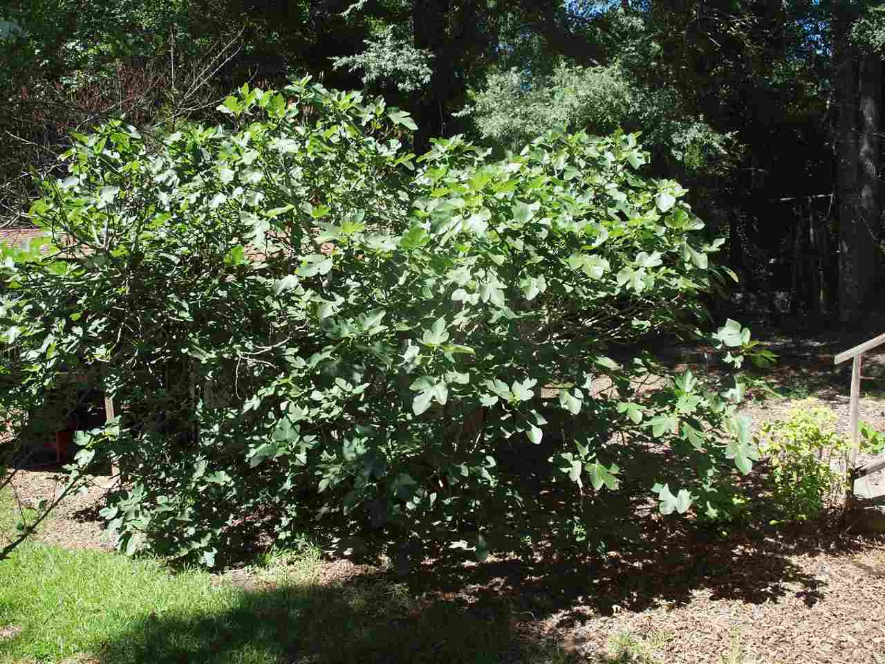 933 Rocky Hill Road Pickens, MS 39146 - Photo 8 of 13 Photo 8