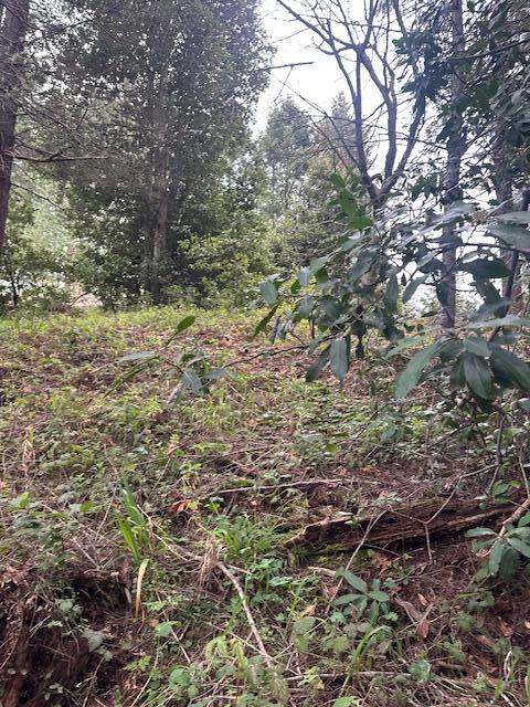 233 Nob Hill Road Whitethorn, CA 95589 - Photo 2 of 11