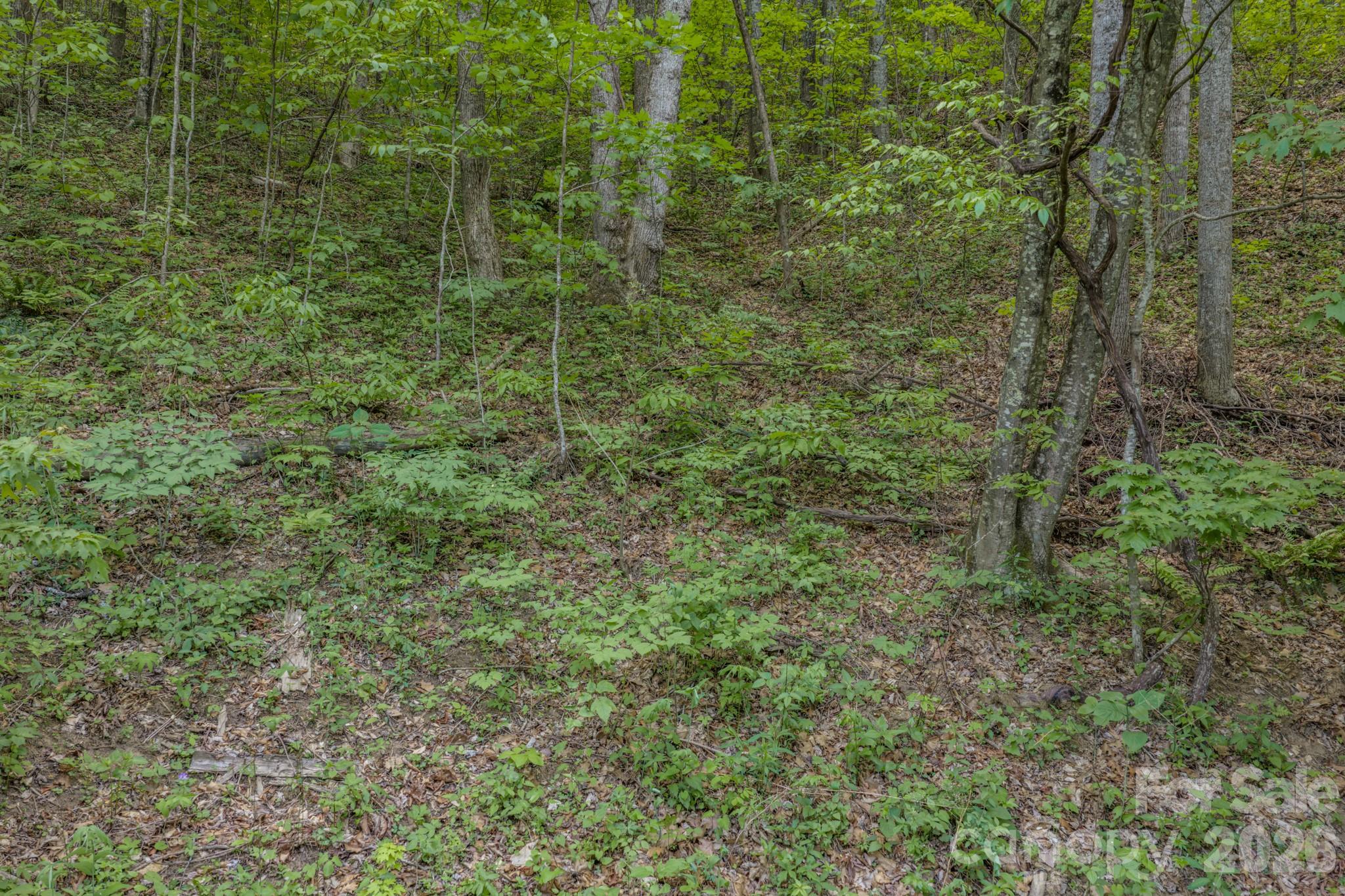 263 Mockingbird Road, Unit 2 Swannanoa, NC 28778 - Photo 15 of 22 a view of a forest with a street