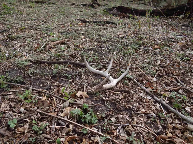 $993,500 | 151.68-acres Rattlesnake Road, Cassville, WI 53806