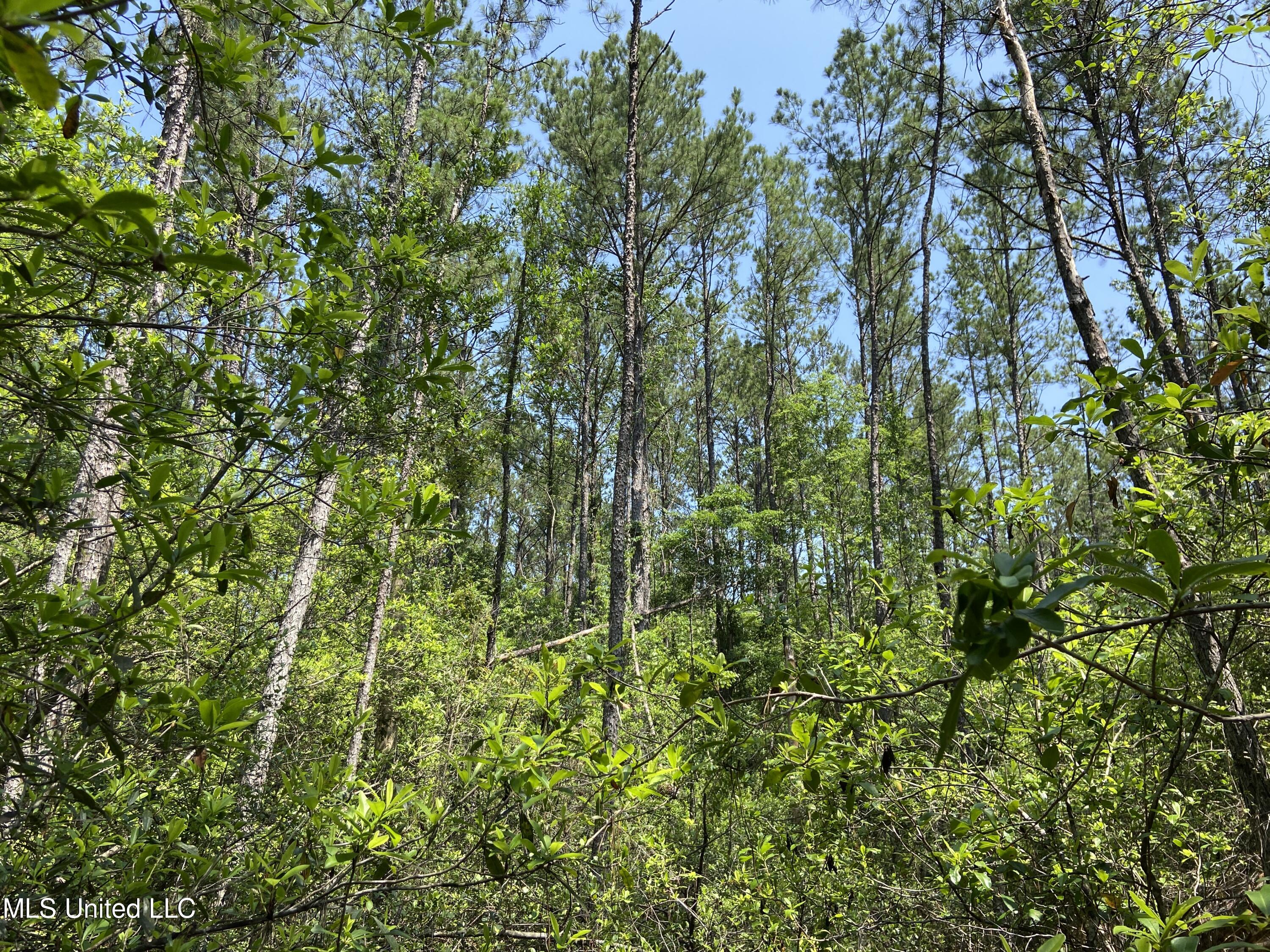 Mcdonald Road Lucedale, MS 39452 - Photo 2 of 5 IMG_4943