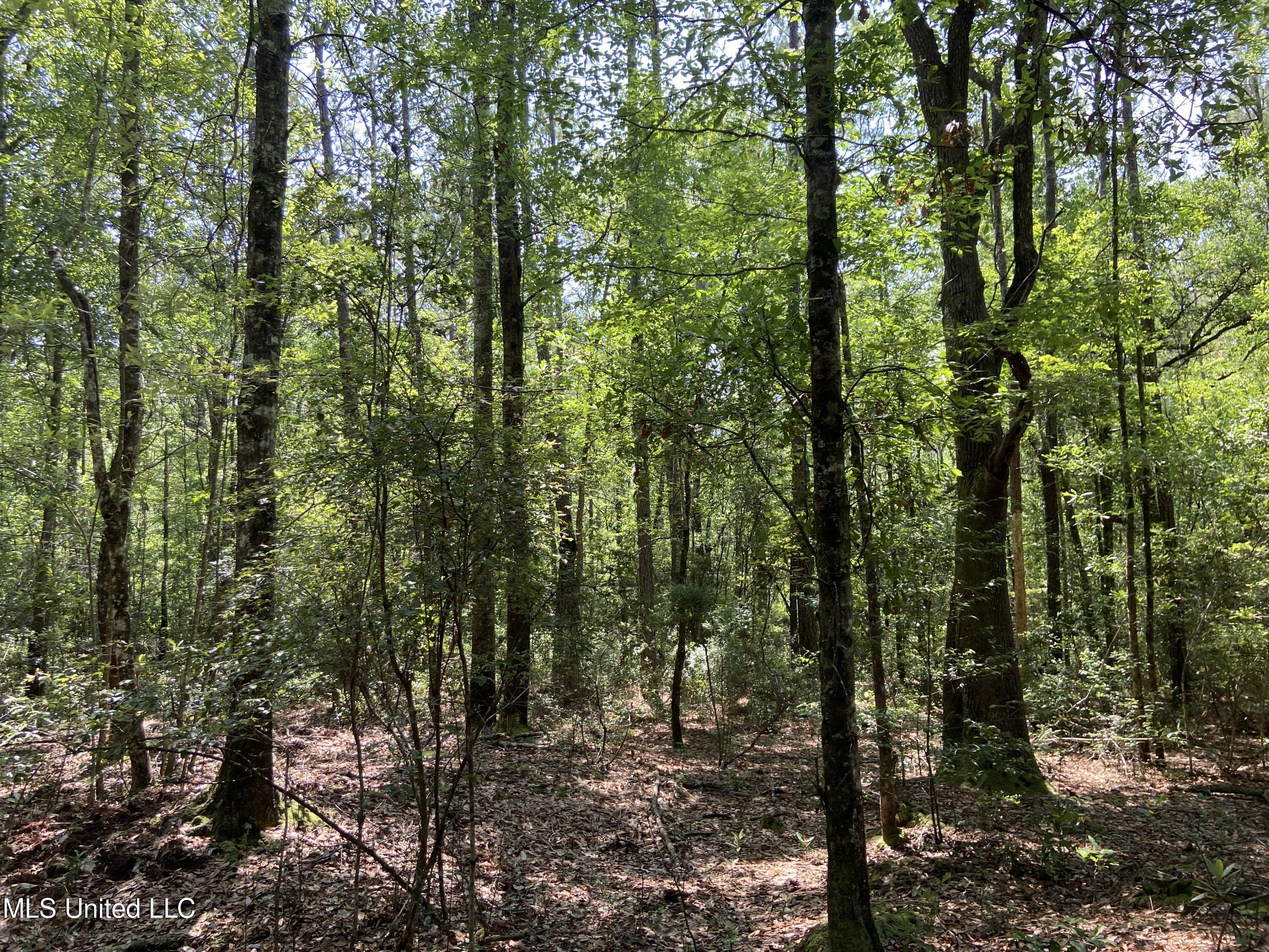 Mcdonald Road Lucedale, MS 39452 - Photo 4 of 5 IMG_4945