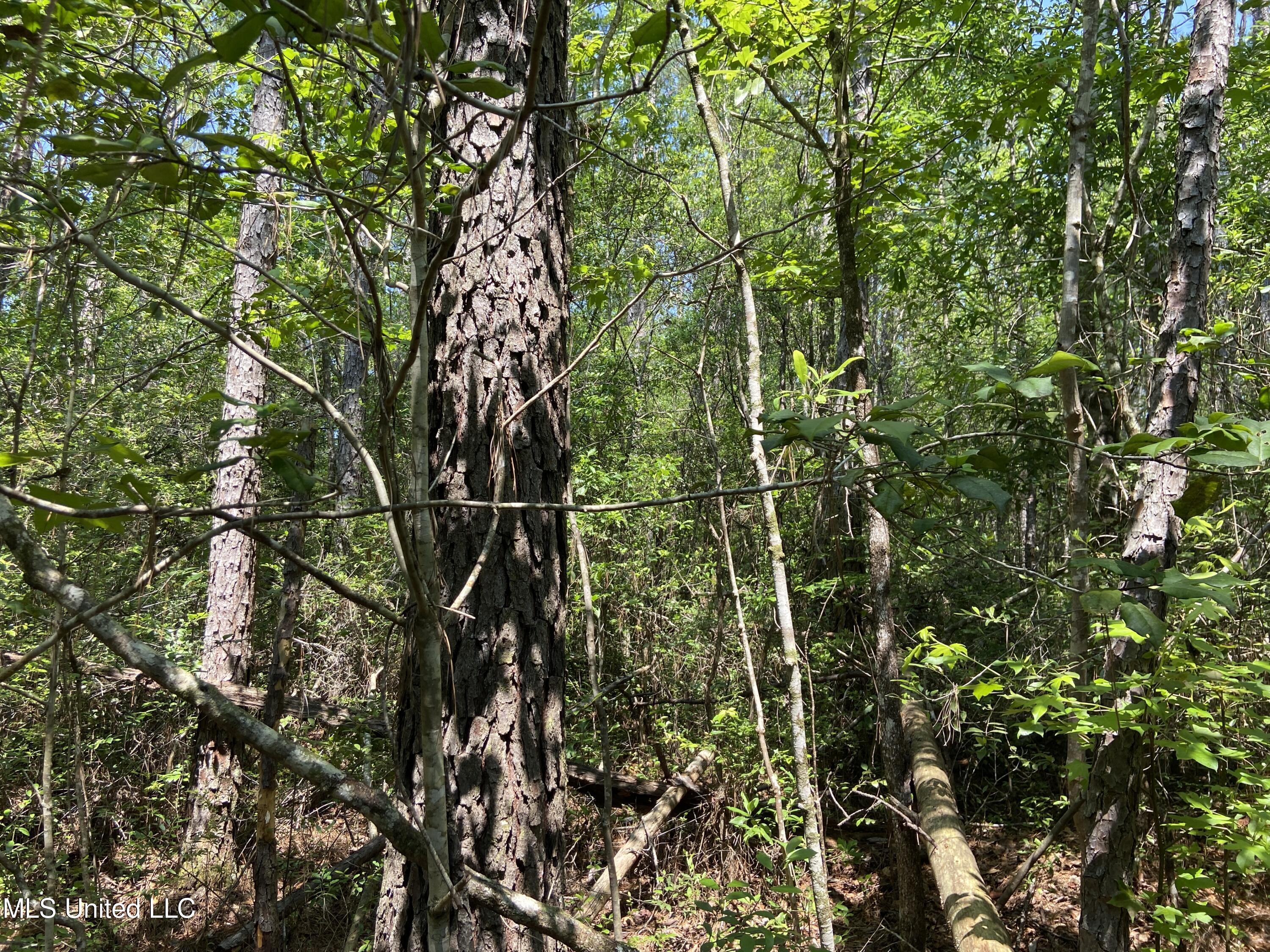 Mcdonald Road Lucedale, MS 39452 - Photo 5 of 5 IMG_4941