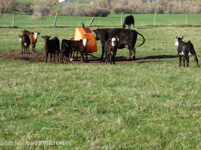 $15,950,000 | 140 Cow Camp Road, Sundance, WY 82729