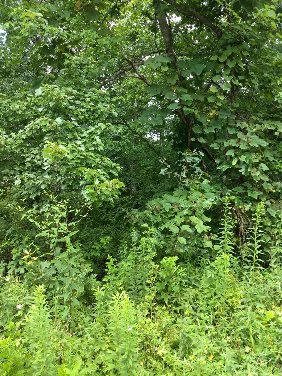 132 Manchester Road Crossville, TN 38558 - Photo 2 of 6 Manchester5