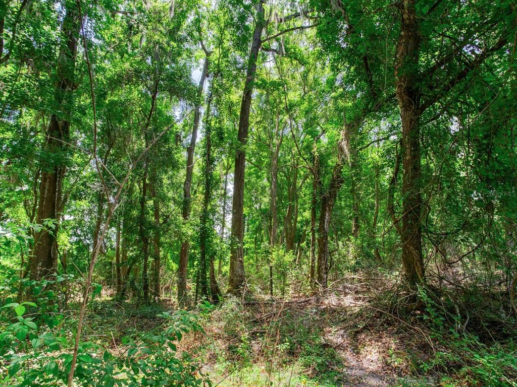 Spring Lake Highway Brooksville, FL 34602 - Photo 25 of 49 a view of forest