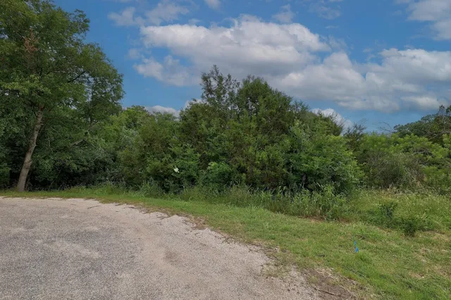 a view of a lush green forest