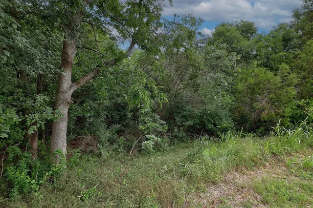 a view of a large yard with lots of trees