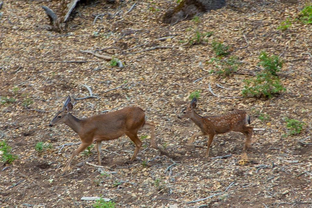 22234 Crestline Road Palomar Mountain, CA 92060 - Photo 40 of 60