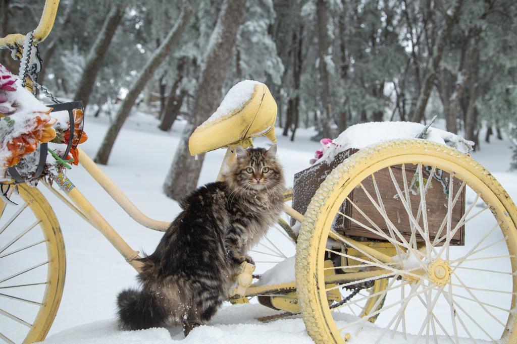 22234 Crestline Road Palomar Mountain, CA 92060 - Photo 59 of 60