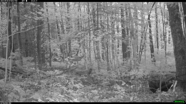 $44,900 | 6392 Old U S 45, Watersmeet, MI 49969