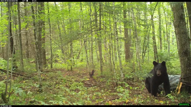 $44,900 | 6392 Old U S 45, Watersmeet, MI 49969