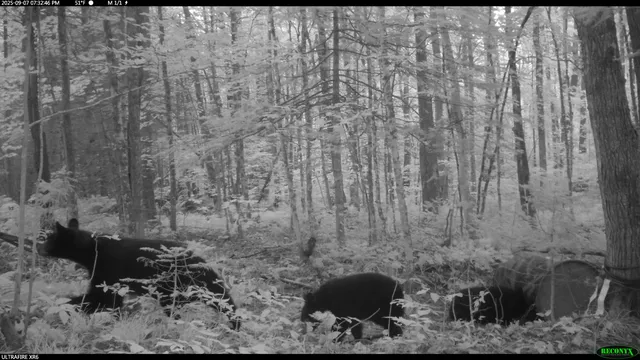 $44,900 | 6392 Old U S 45, Watersmeet, MI 49969