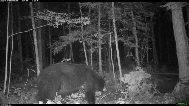 $44,900 | 6392 Old U S 45, Watersmeet, MI 49969