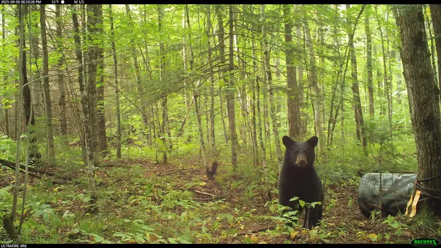 $44,900 | 6392 Old U S 45, Watersmeet, MI 49969