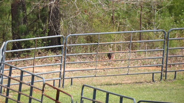 1143 Klopfer Road Macon, GA 31210 - Photo 16 of 19