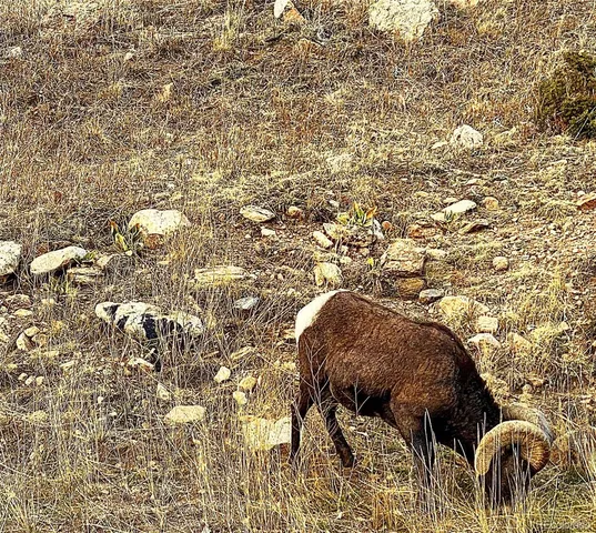 $473,000 | 225 Cline Drive West, Shawnee, CO 80475