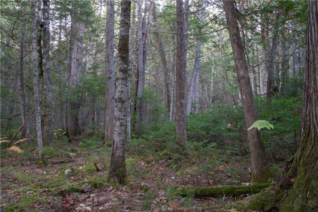 11 NORTH Rd Mount Mount Chase, ME 04765 - Photo 5 of 24 Land