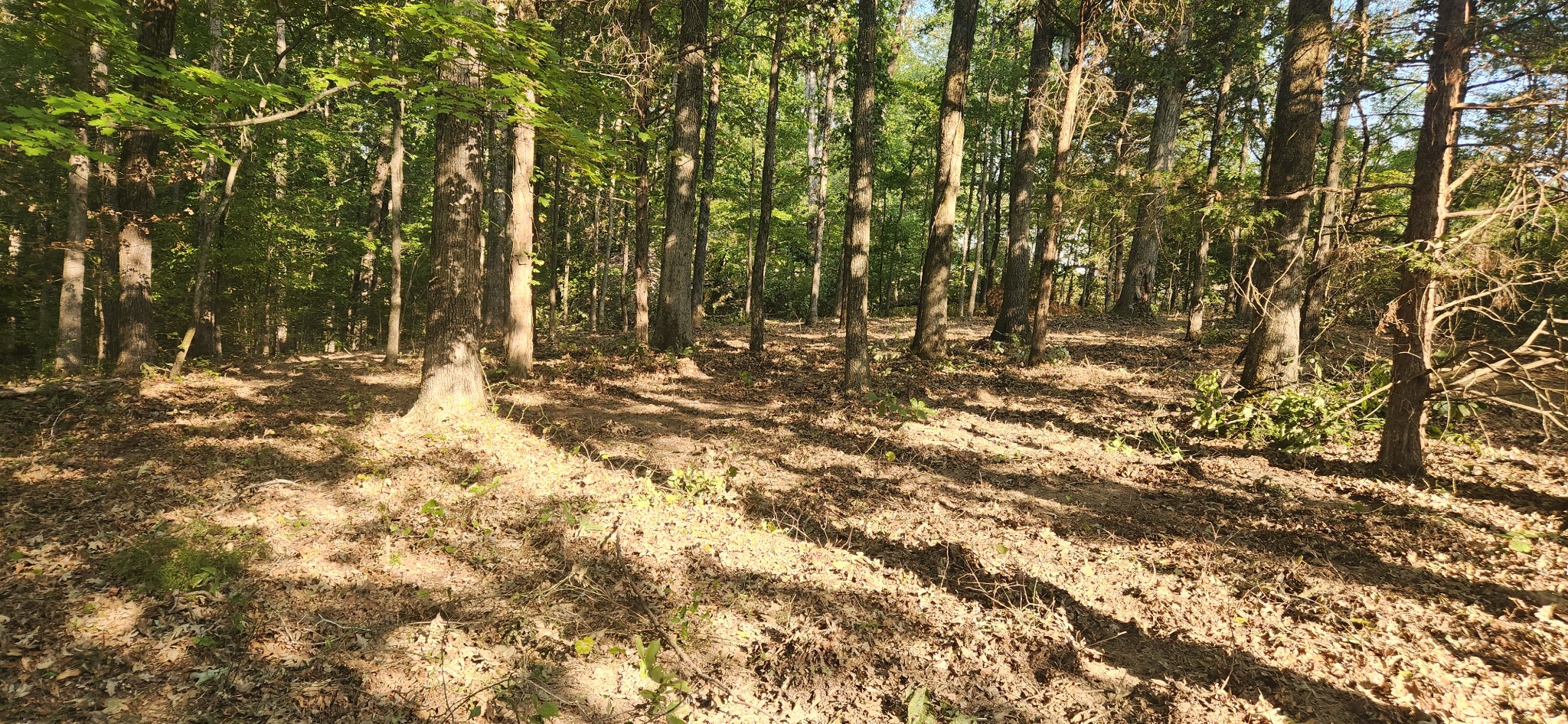 0 Mcclanahan Road Only, TN 37140 - Photo 5 of 12 Another view of house site area.