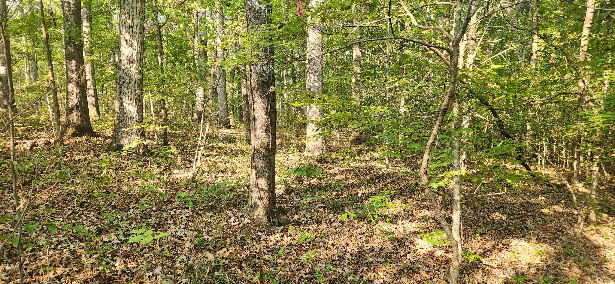 0 Mcclanahan Road Only, TN 37140 - Photo 8 of 12 Good size trees on the property.