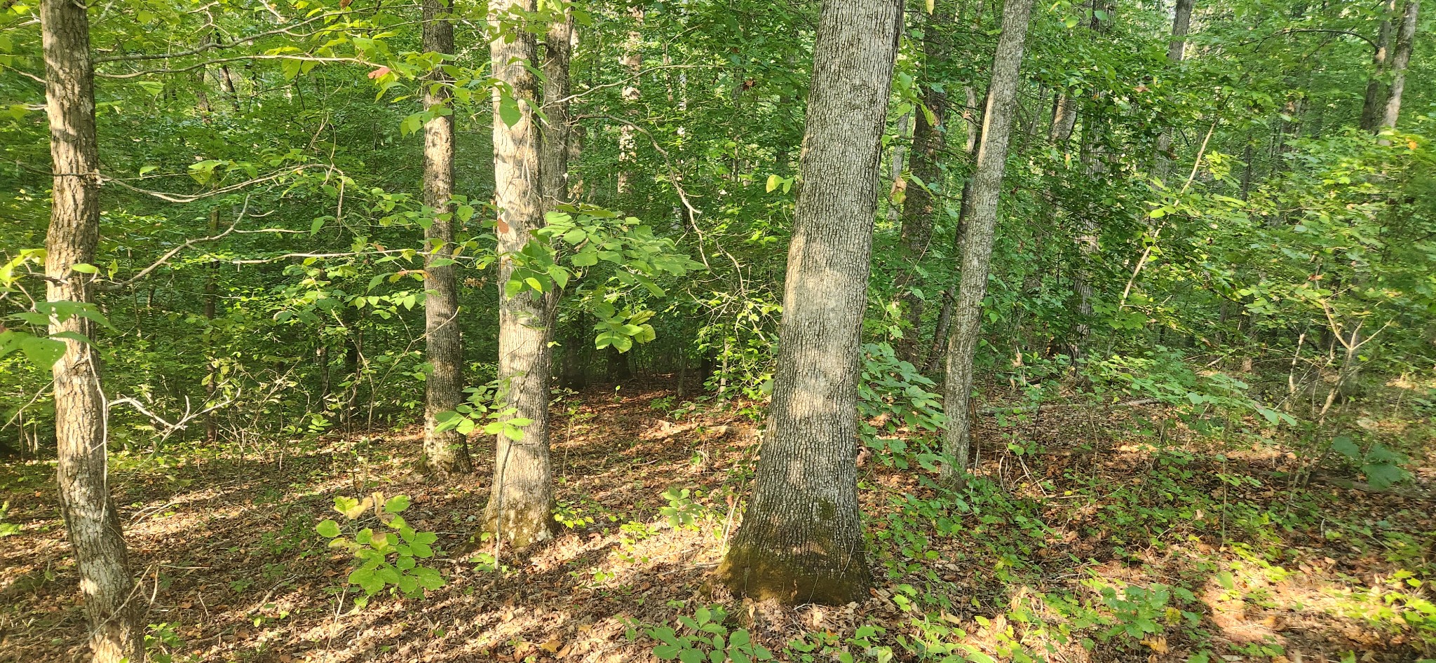 0 Mcclanahan Road Only, TN 37140 - Photo 9 of 12 You can see where the property slopes off to the narrow hollow below.