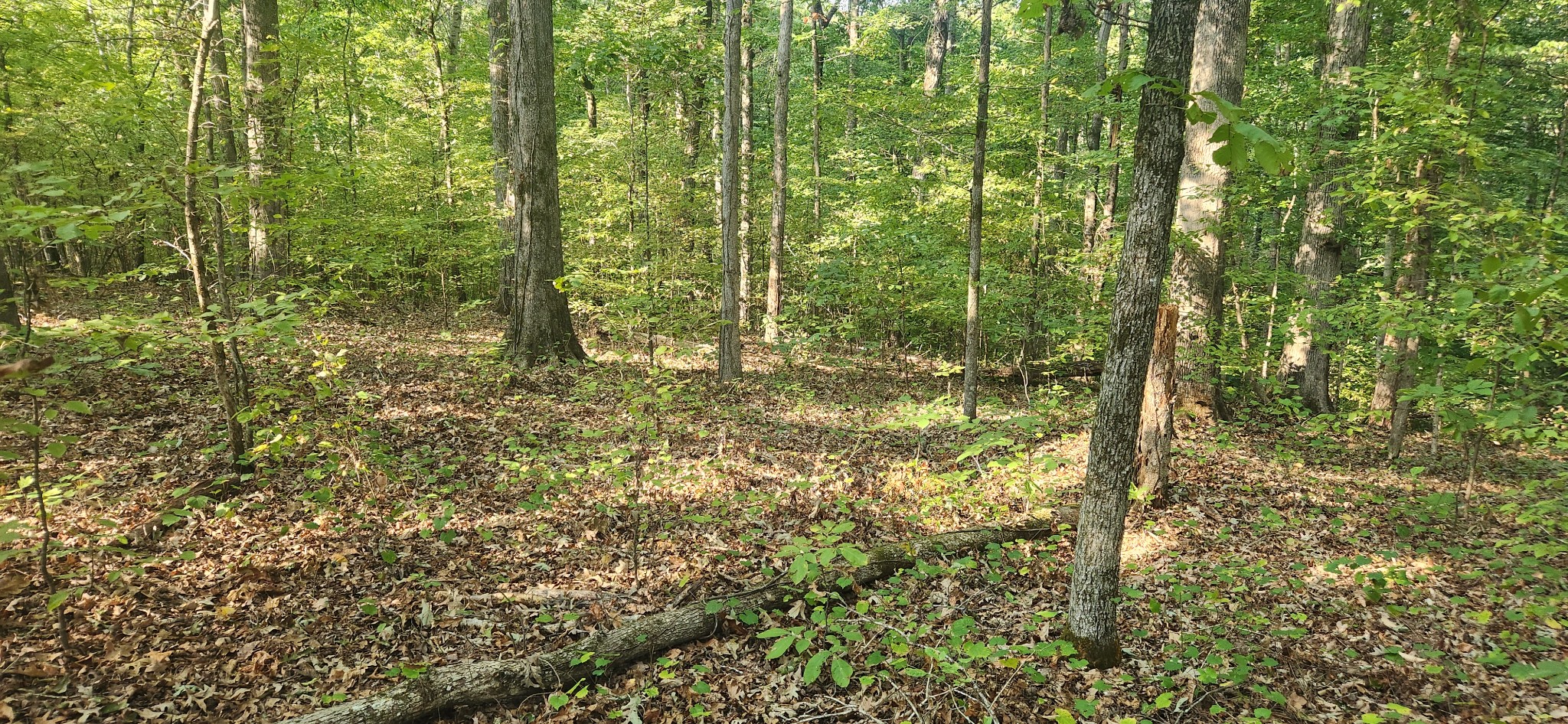 0 Mcclanahan Road Only, TN 37140 - Photo 10 of 12 View of the 2nd possible house site on other end of property beside McClanahan Rd.