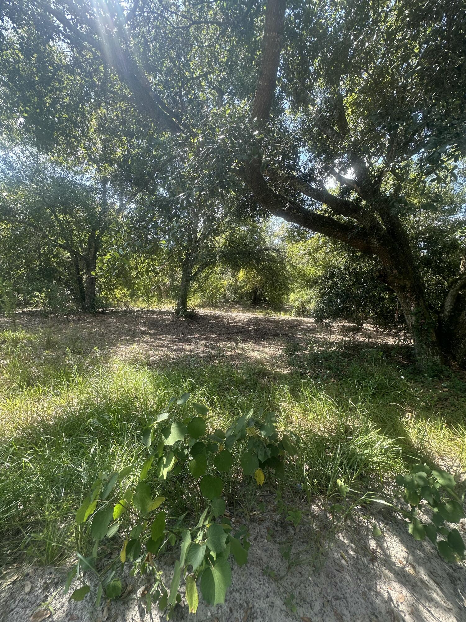22128 Northwest 258th Street Okeechobee, FL 34972 - Photo 4 of 7 a view of outdoor space with deck and yard