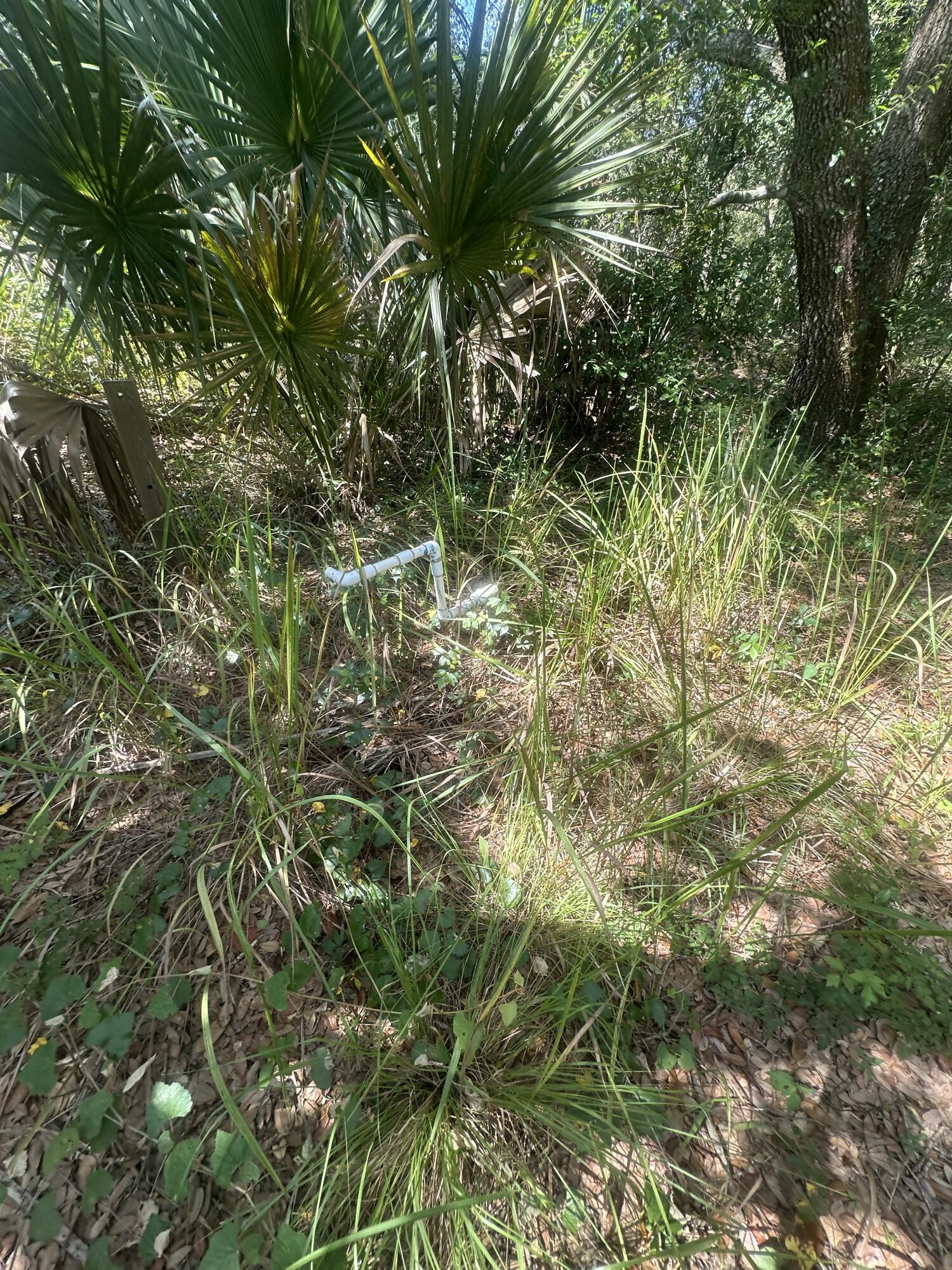 22128 Northwest 258th Street Okeechobee, FL 34972 - Photo 5 of 7 a plant with lots of bushes
