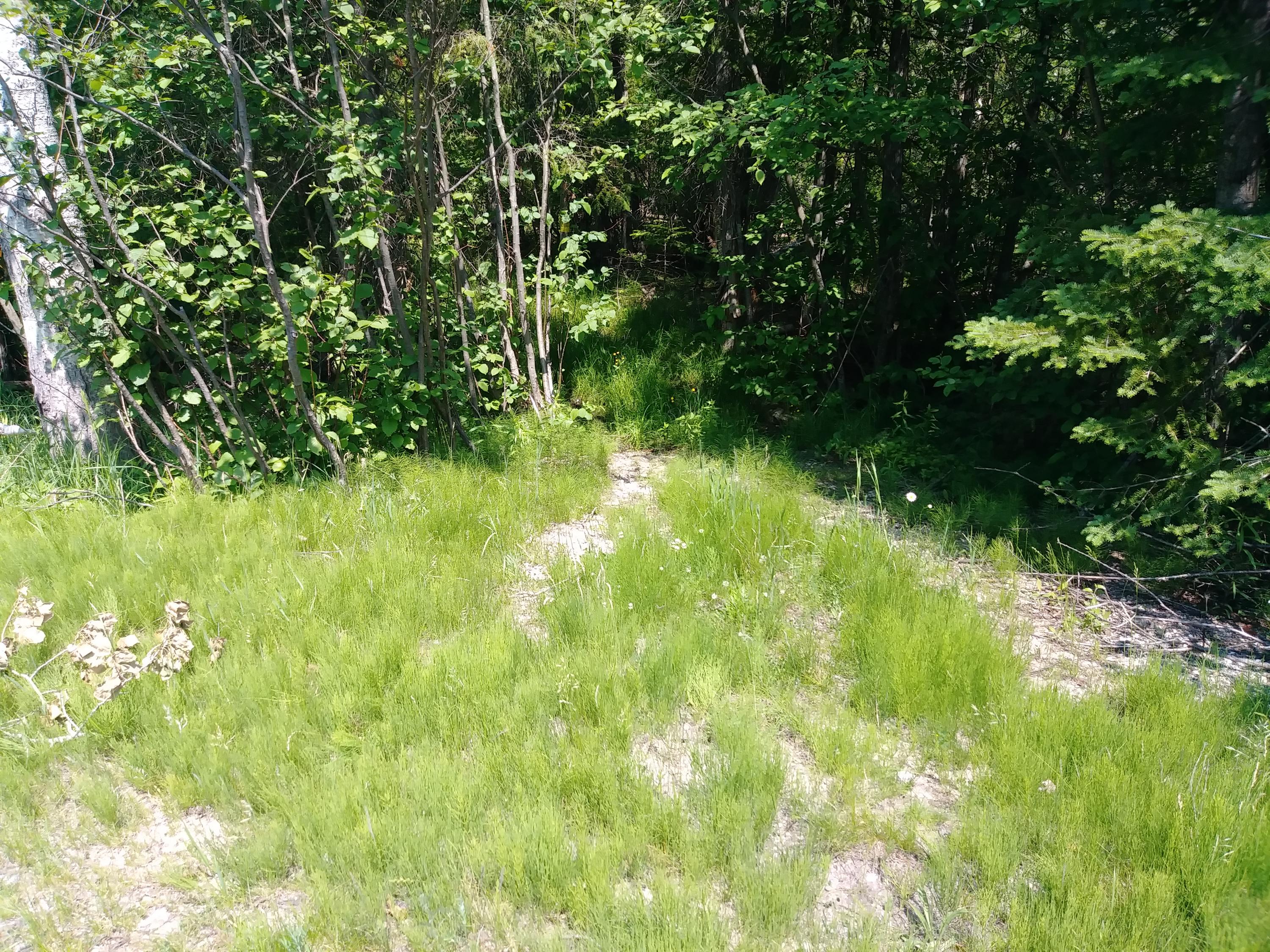 Mullett Burt Road Cheboygan, MI 49721 - Photo 17 of 27 Gallery Image 17